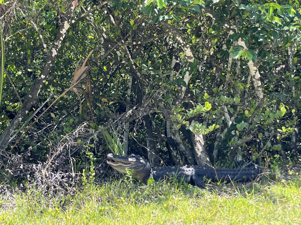 An alligator sunbathing on the grass in Everglades, one of Florida's national parks. 