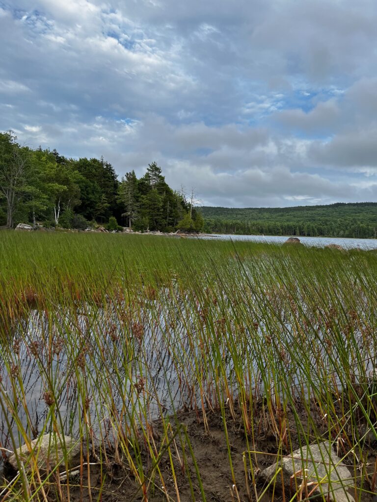 Long pond grasses along the acadia carriage roads.