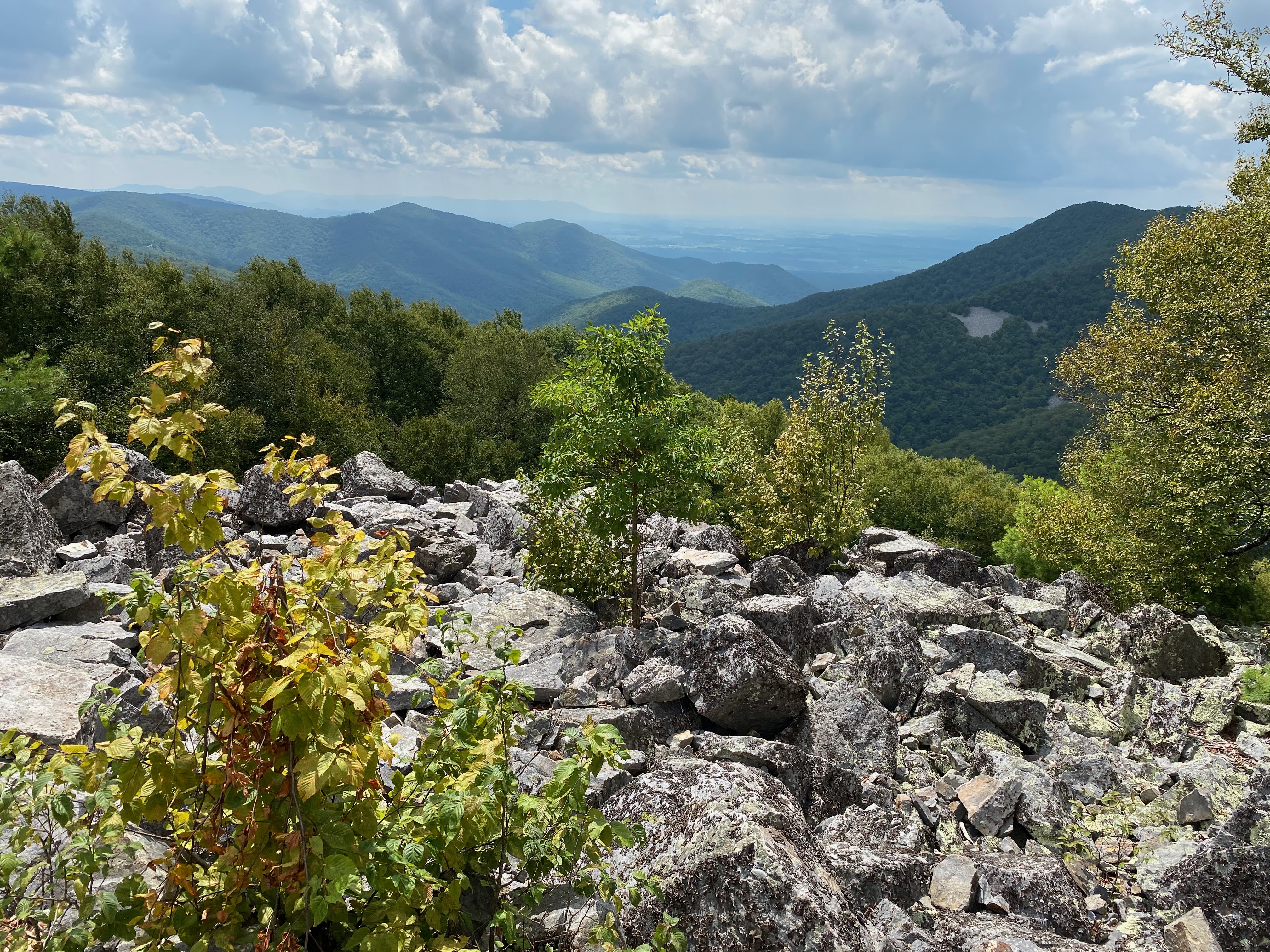 Scenic view from a mountain summit in the Blue Ridge Mountains during summer, featuring lush green trees and breathtaking panoramic landscapes.