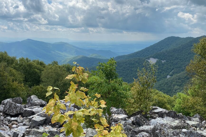 Scenic view of the Blue ridge mountains from a mountain summit. With trees in the foreground, rolling hills in the background, and a fluffy clouded sky above.