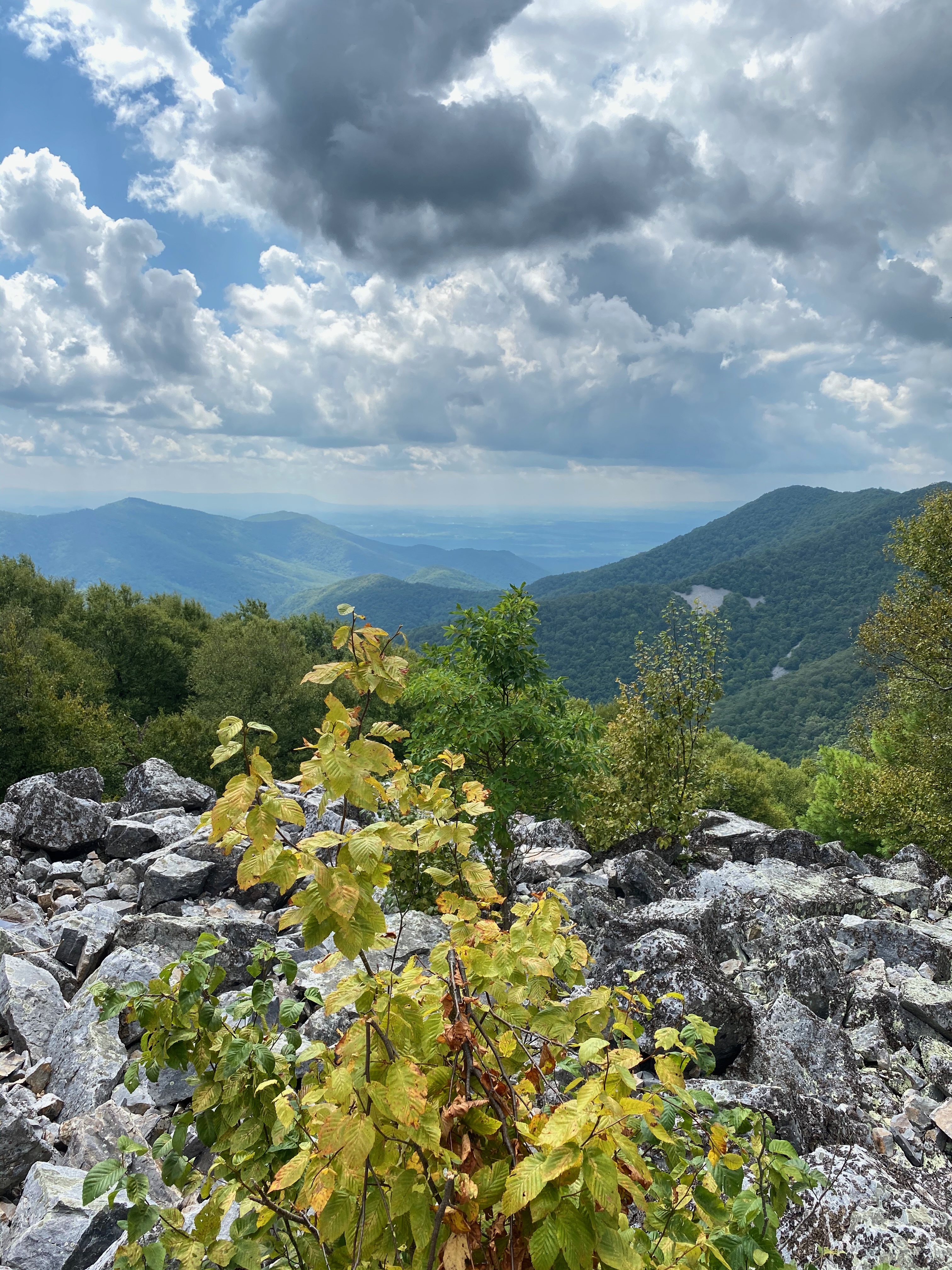 Portrait view from a mountain summit in the Blue Ridge Mountains during summer, featuring lush green trees and breathtaking panoramic landscapes with fluffy clouds overhead.