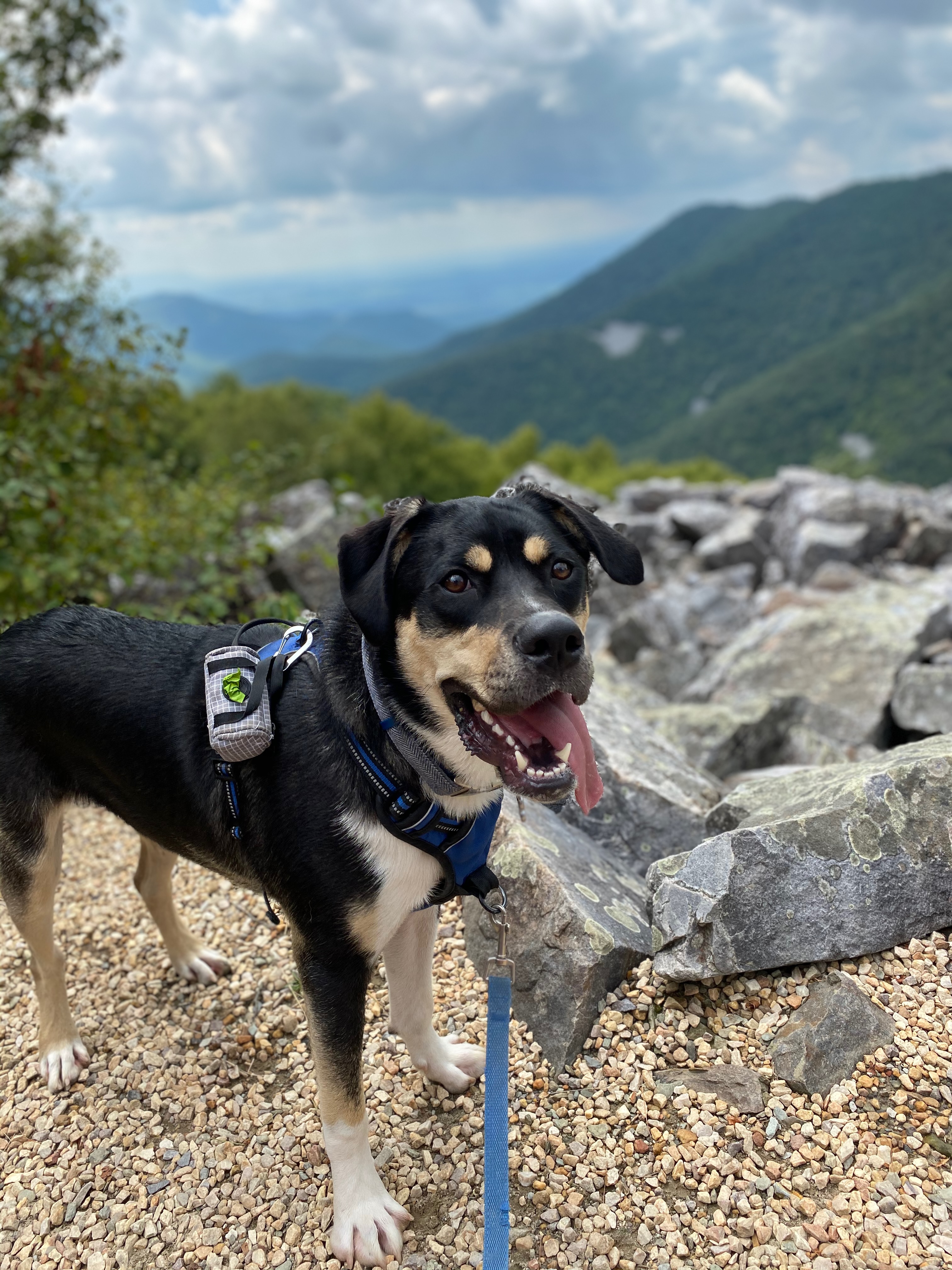 Mid-sized adorable dog standing proudly in front of the Shenandoah Valley during a picturesque hike to Blackrock Summit, surrounded by rolling hills and scenic beauty.