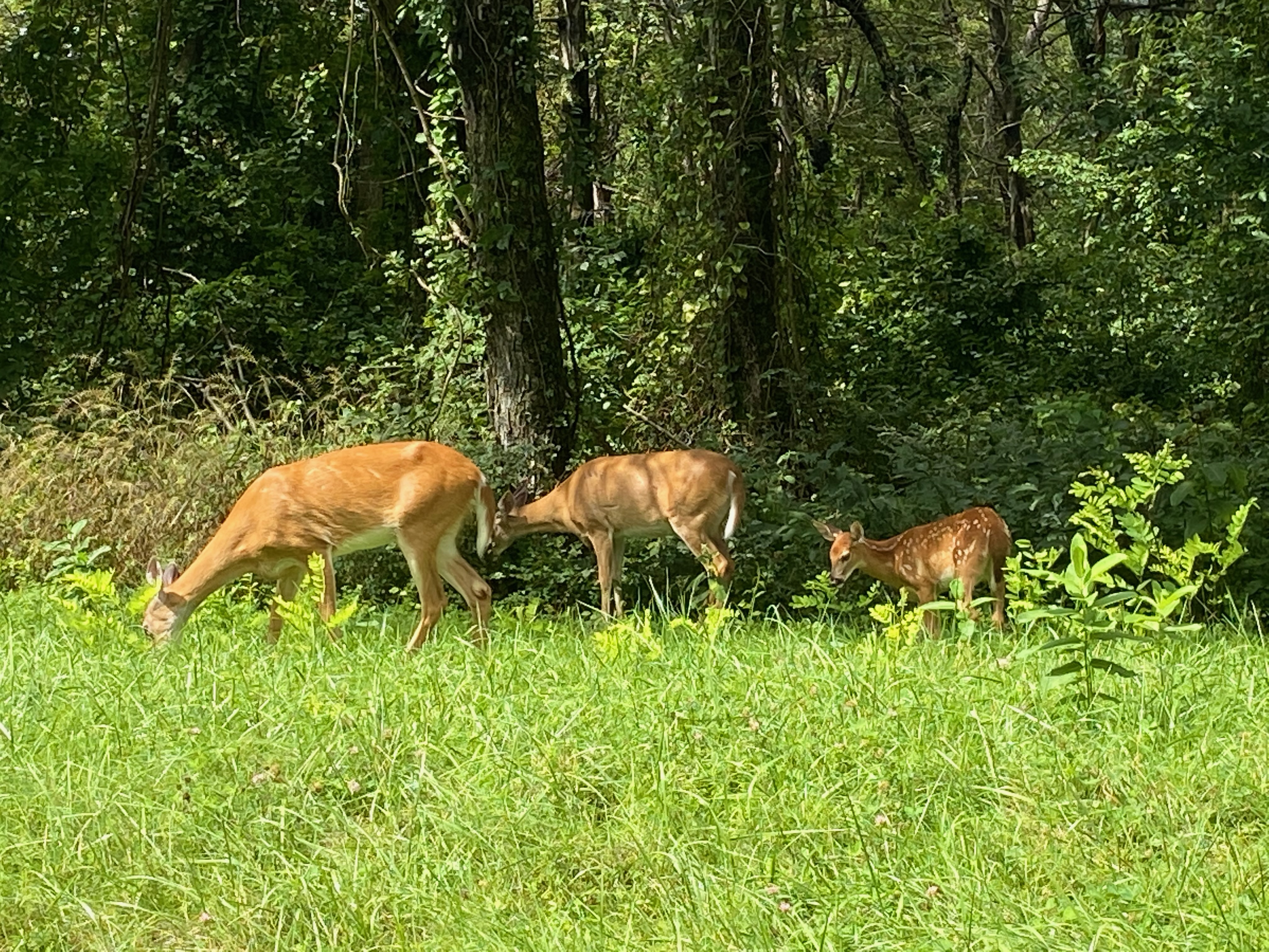 Family of three deer, including a charming baby deer, peacefully grazing on grass along Skyline Drive, with a lush forest in the background.