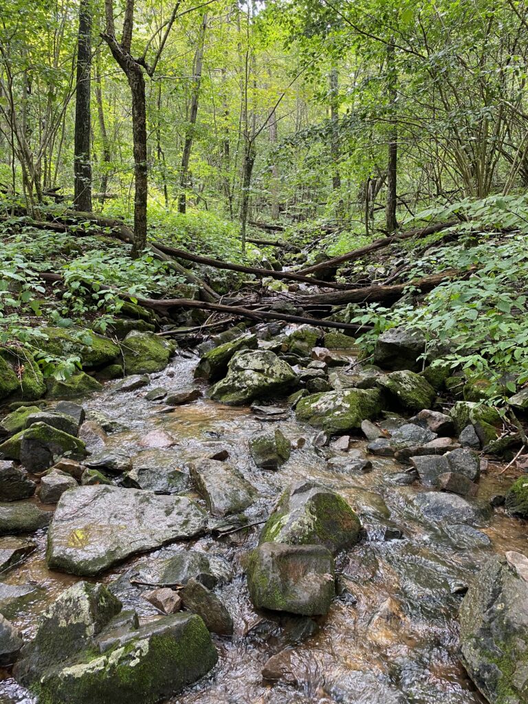 Tranquil summer scene in Shenandoah National Park's forest with a flowing creek, water gently cascading over rocks, and fallen trees creating a serene natural landscape.