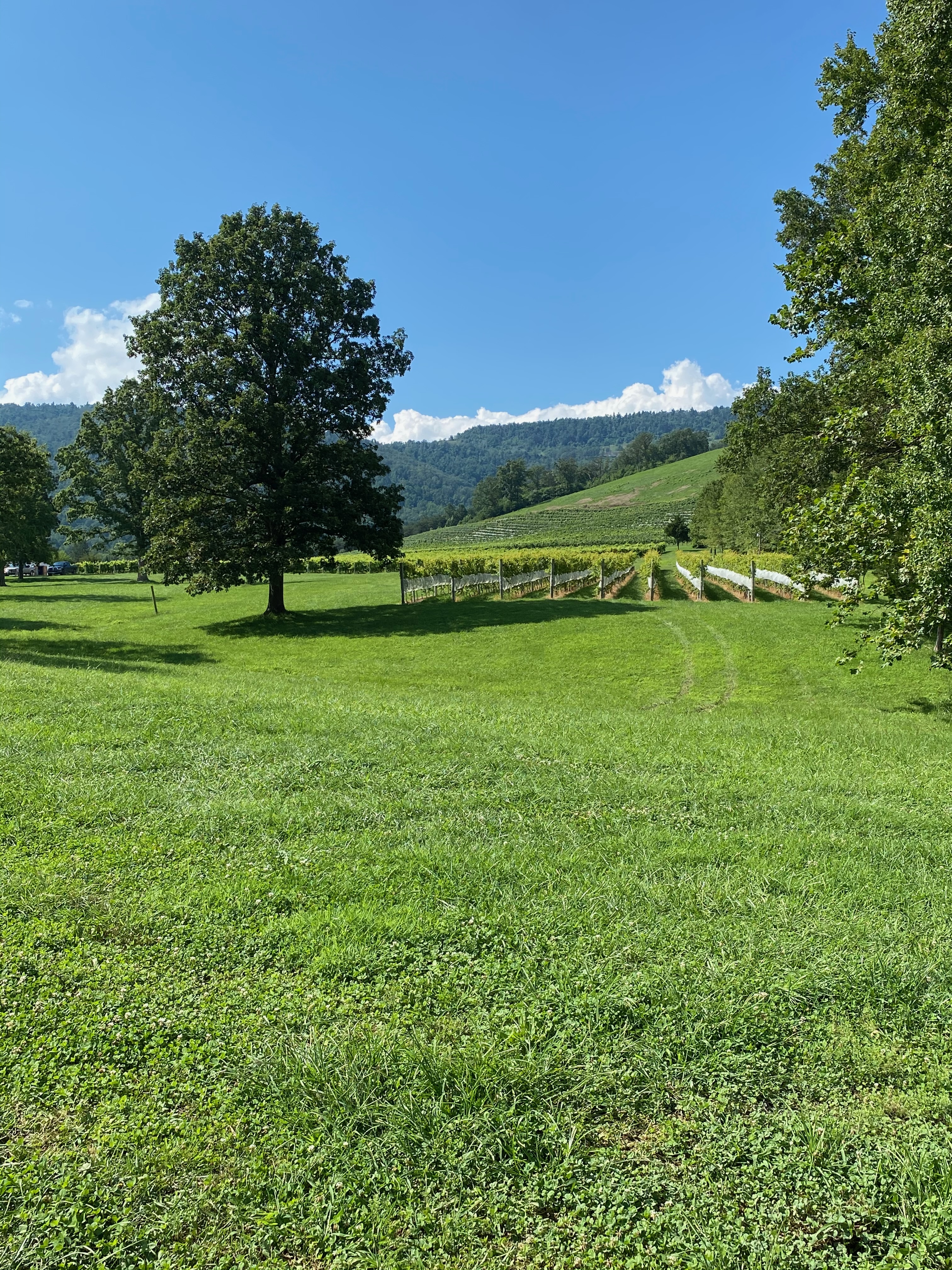 Scenic summer view of Veritas Vineyard & Winery, with vibrant grapevines in the foreground and the majestic Blue Ridge Mountains providing a breathtaking backdrop to the winery's picturesque landscape.