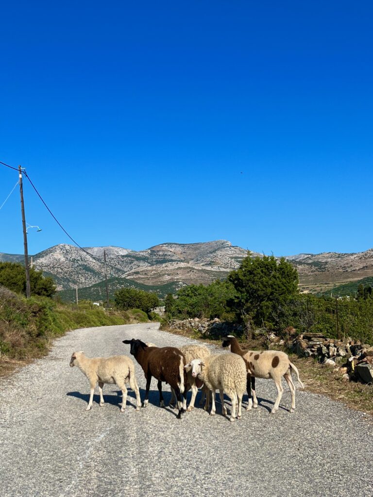 Idyllic Naxos Countryside: A charming scene capturing the rural beauty of Naxos, with a picturesque view of the countryside. Sheep leisurely roam the streets, surrounded by lush greenery, creating a peaceful and authentic depiction of island life on Naxos.